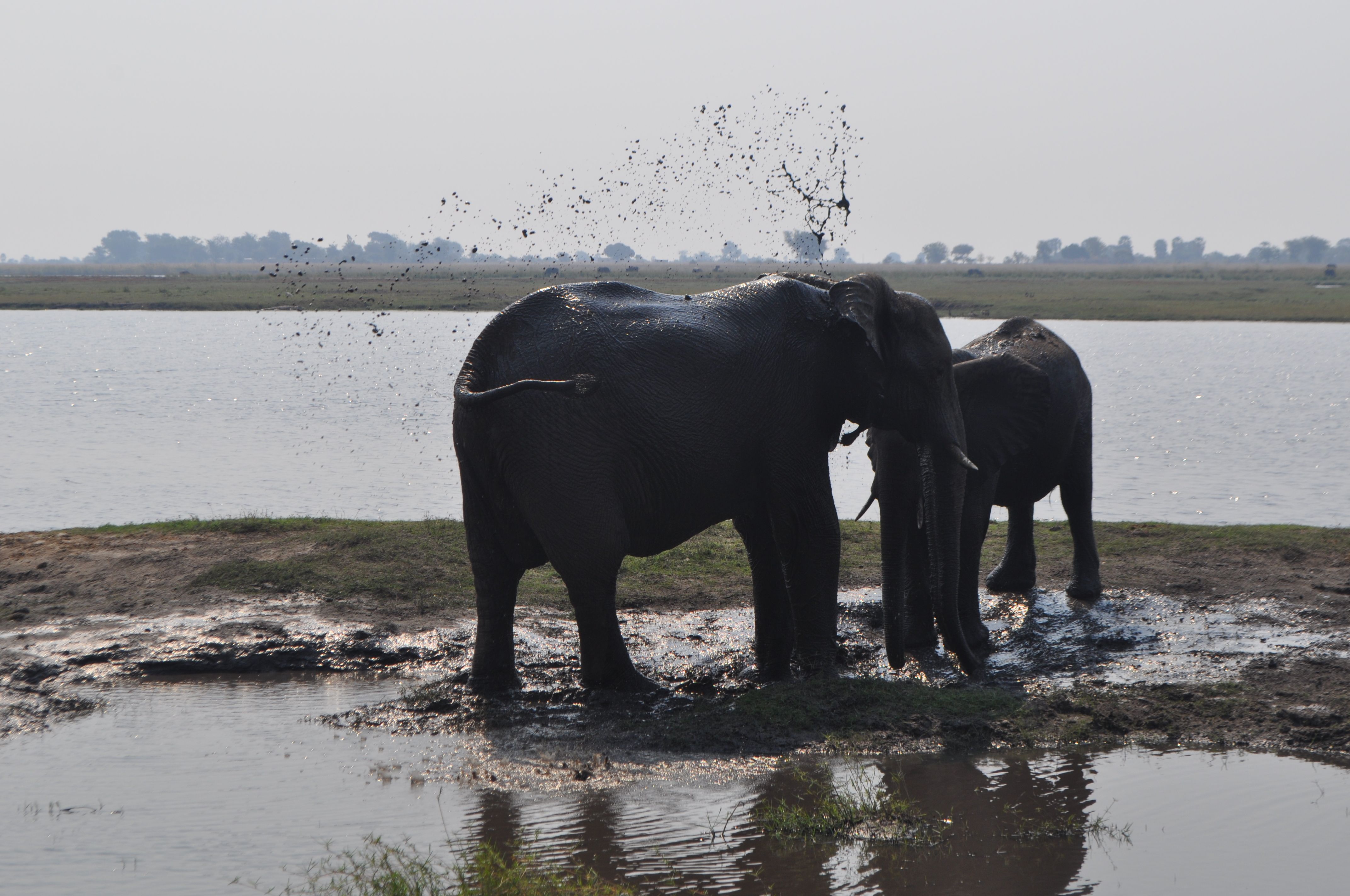 Ritual de protecciaó solar - Parc Nacional de Chobe, Botswana FOTO: Xavier Aranda Arroyo