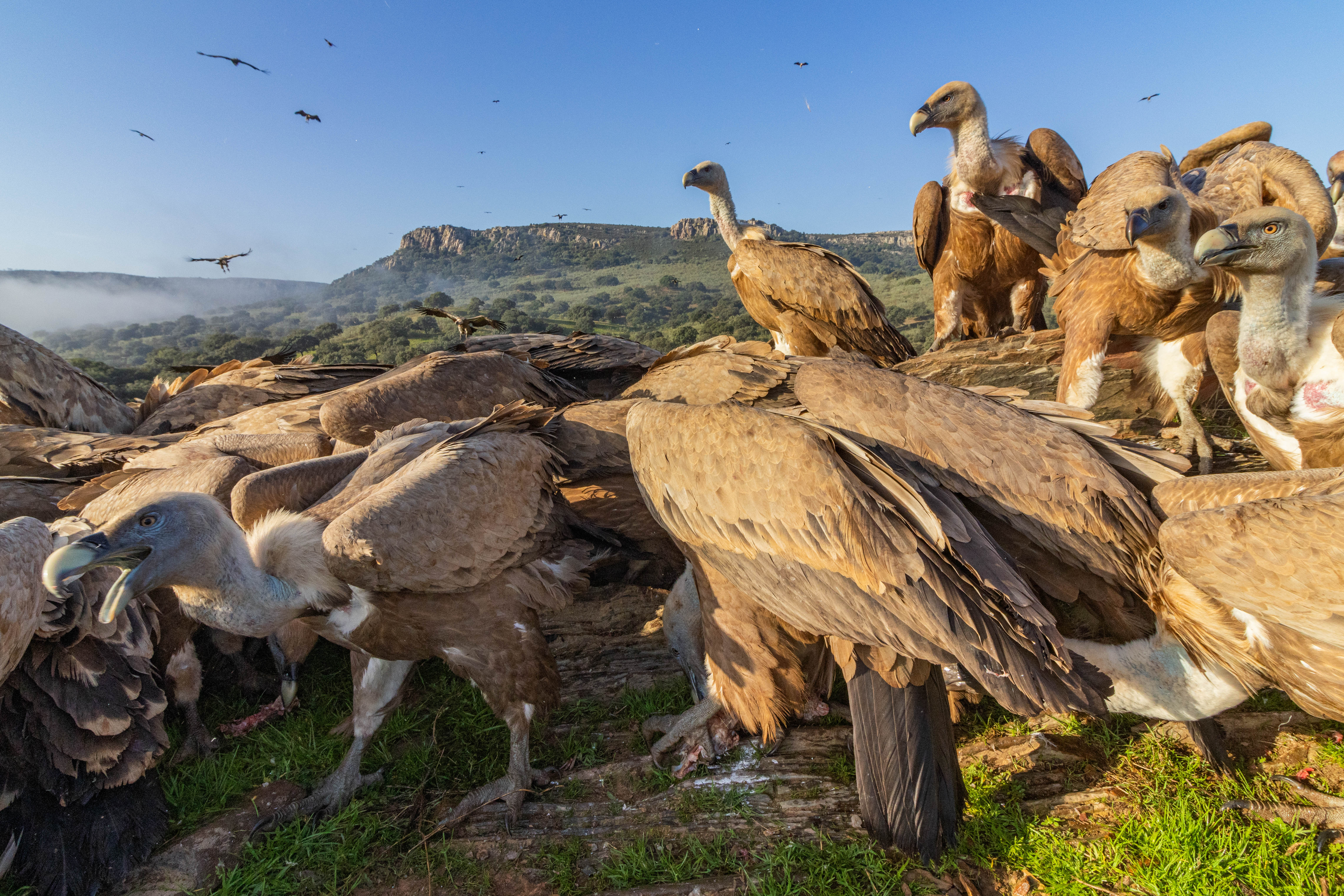 Reunió de carronyers - Extremadura FOTO: Ivan Villarejo