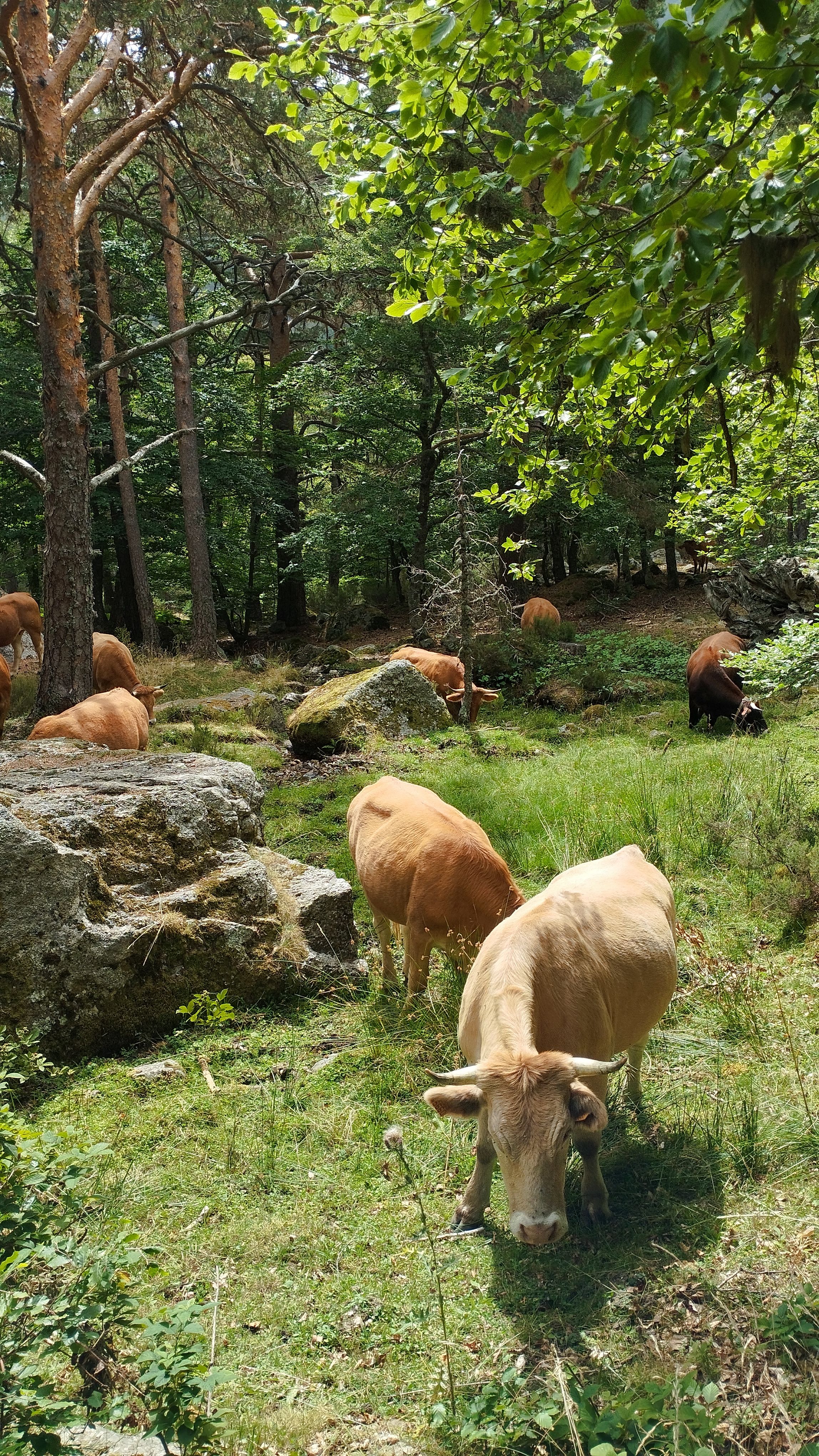 Tranquillúlitat al cor del bosc - Picos de Urbiąn, Laguna Negra FOTO: Joan Capel Hernández 