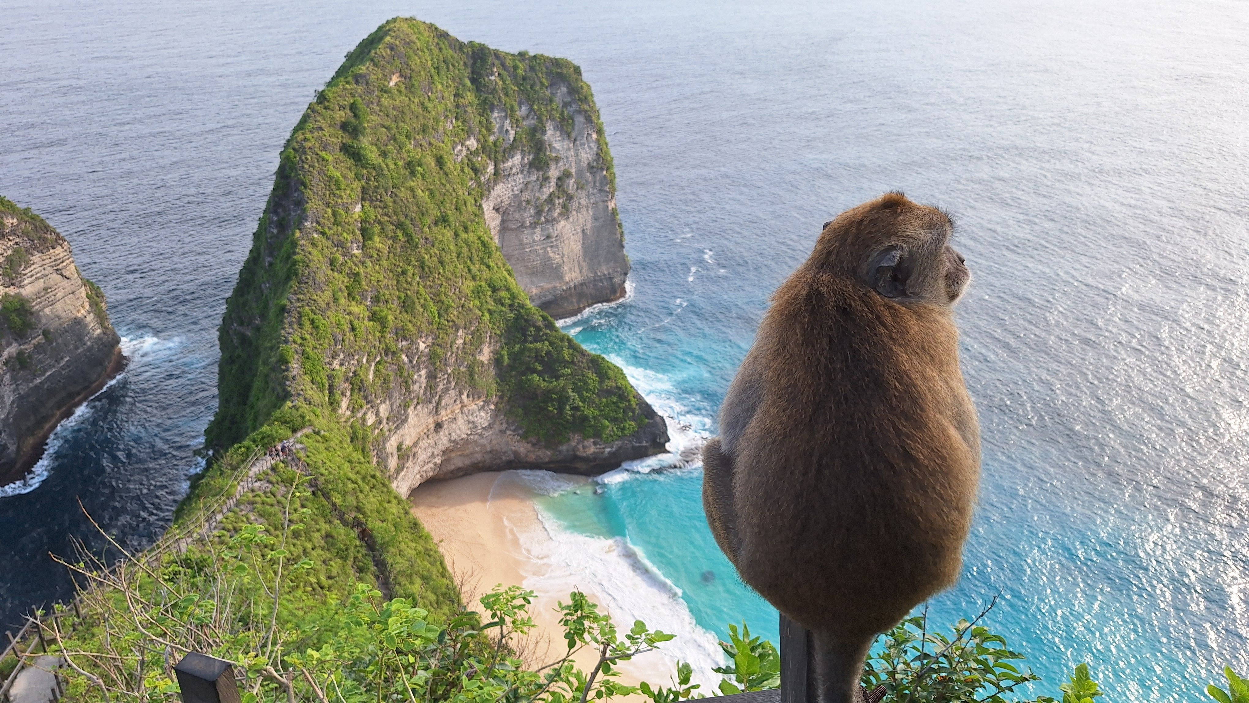 Un mico, una platja i el buit - Platja Nusa Penida, Indonèsia FOTO: Miquel Sala Rueda