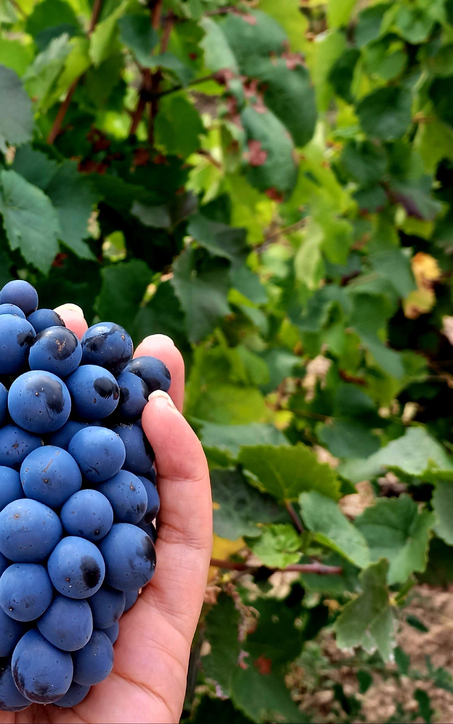 Tot a punt - Taluyers, França FOTO: Catalina Pérez Valenzuela 