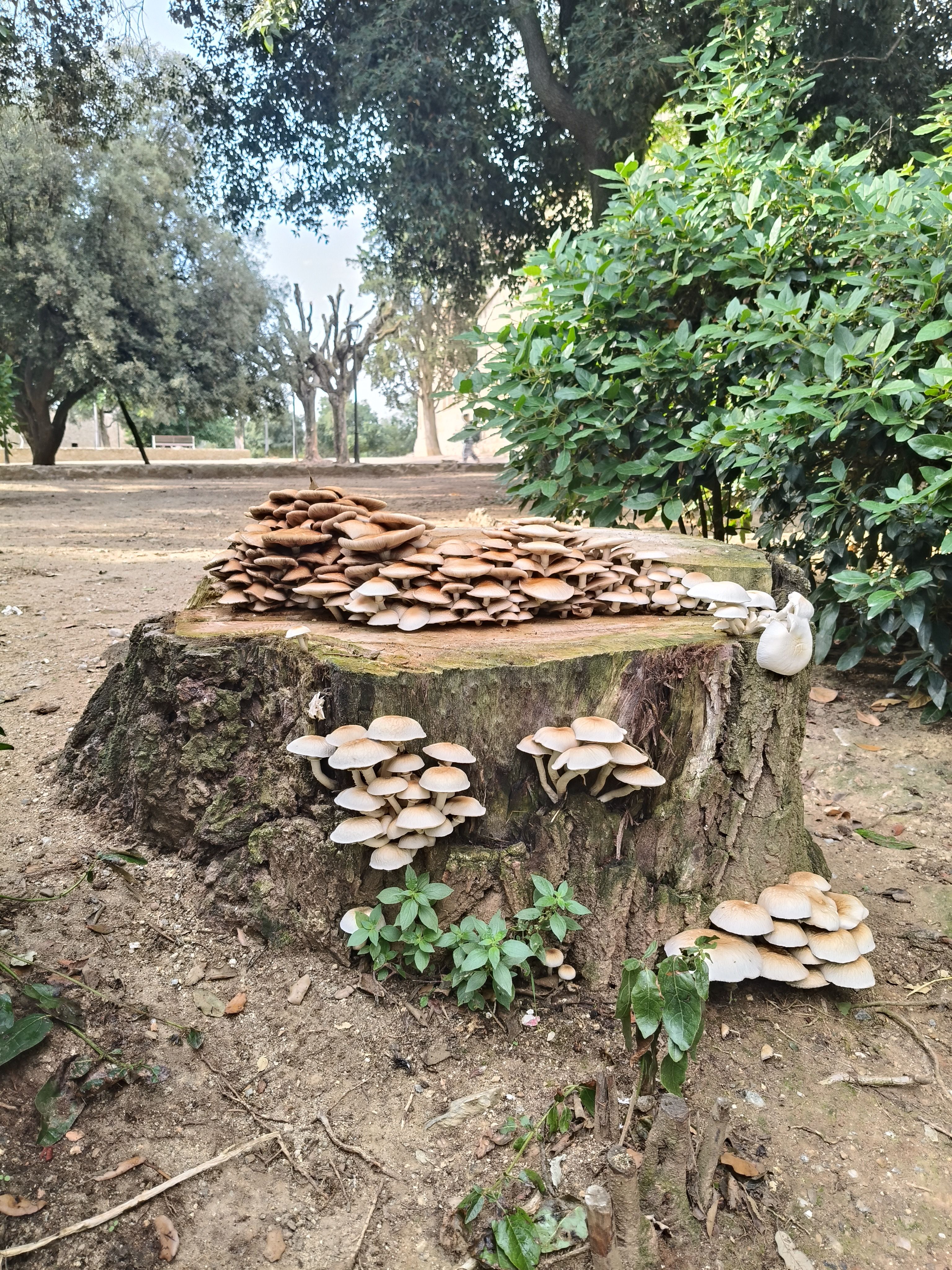 Y después, más vida - Sant Cugat FOTO: Bartolome  Valero 