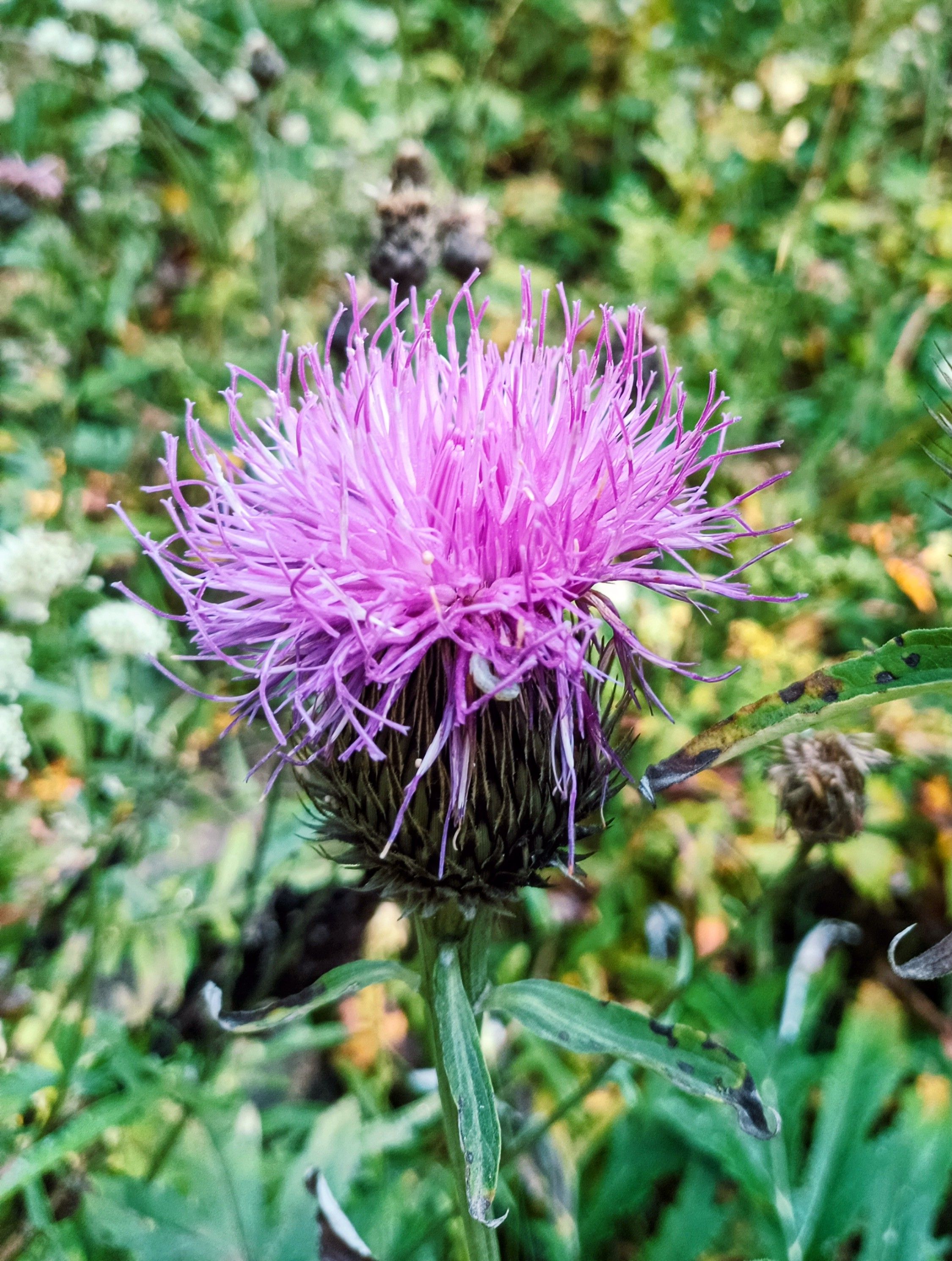 Y yo con estos pelos... - Monte Perdido FOTO: Oscar Morales