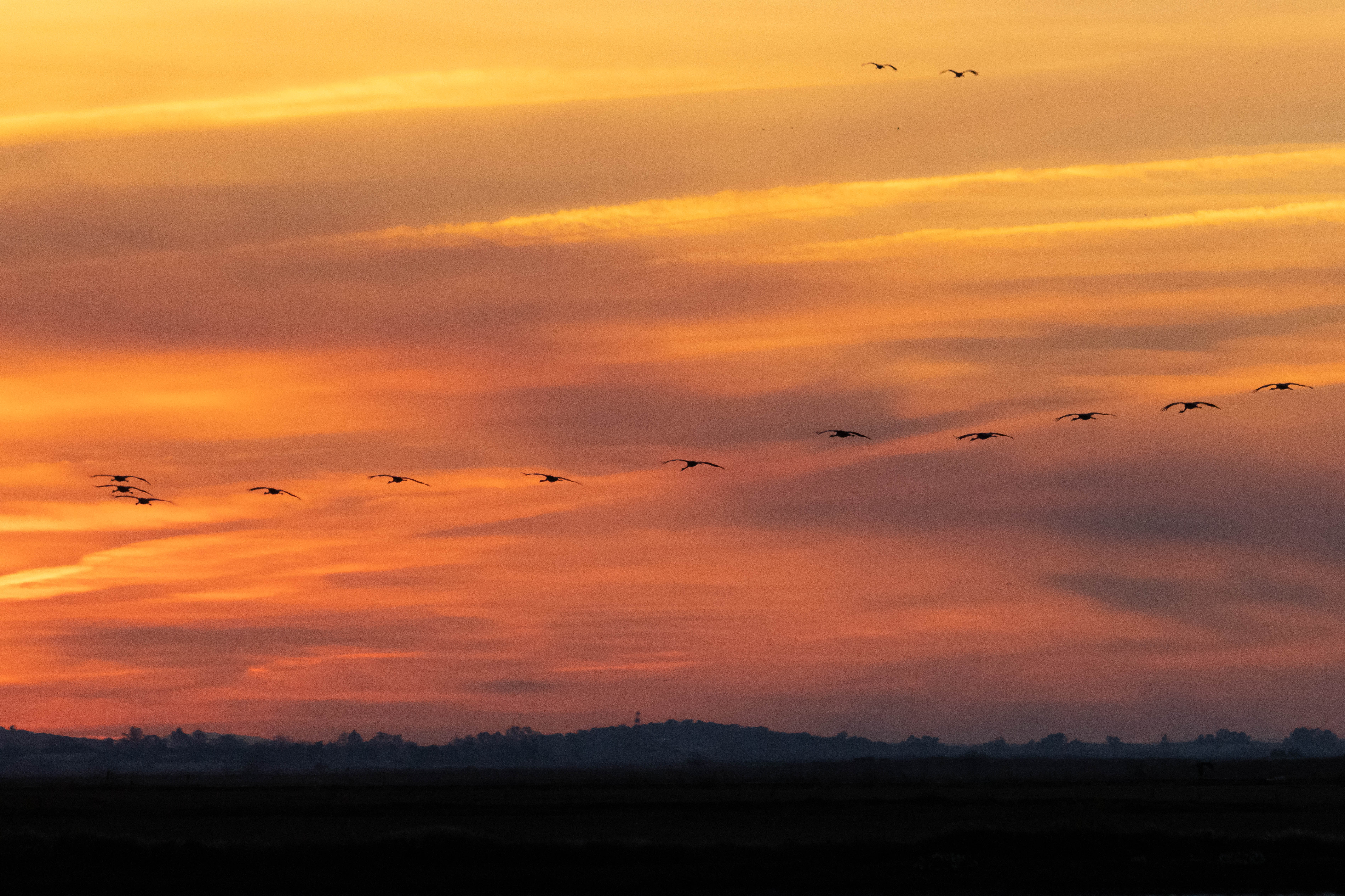 Vols al capvespre - Badajoz, Extremadura FOTO: Sílvia Ribó Gené