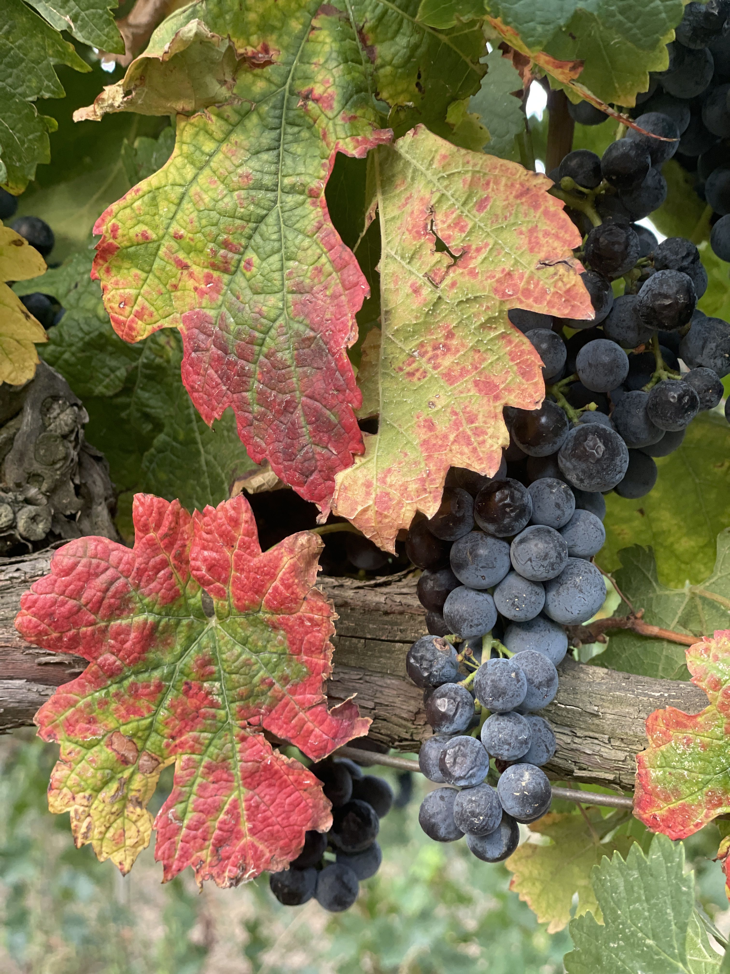 Vida - Garriguella FOTO: Cristina Torres Vila