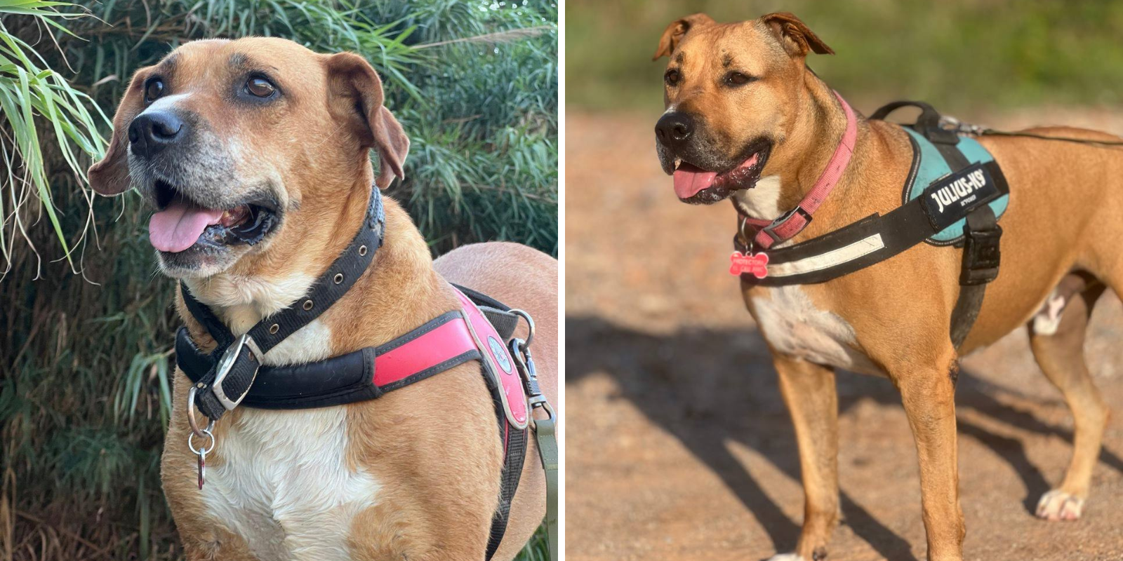 Animals en adopció Poppy i Duque. FOTO: Cedida