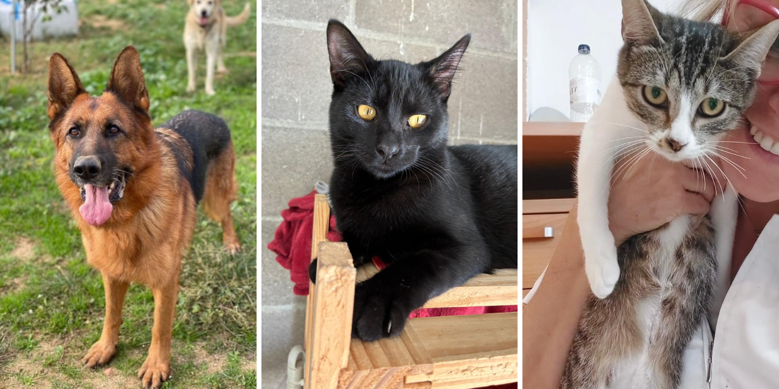 Animals en adopció: Bor, Onga i Warner. FOTO: Cedida