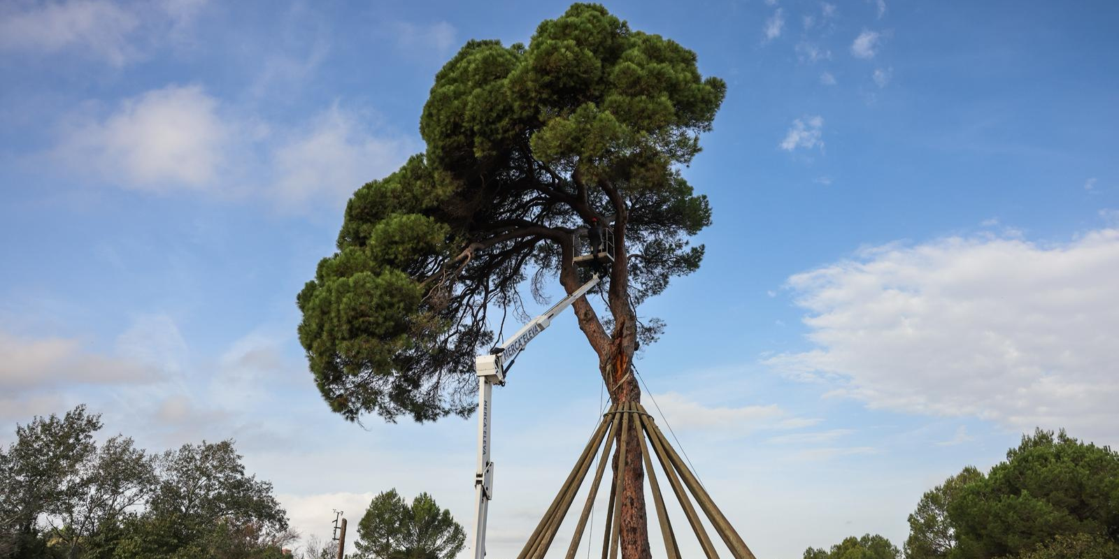 Actuacions de manteniment al Pi d'en Xandri. FOTO: Ajuntament