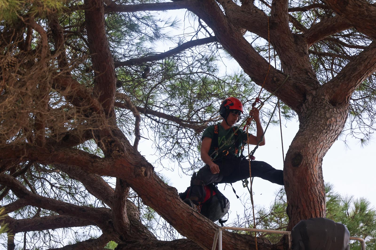 Actuacions de manteniment al Pi d'en Xandri. FOTO: Ajuntament