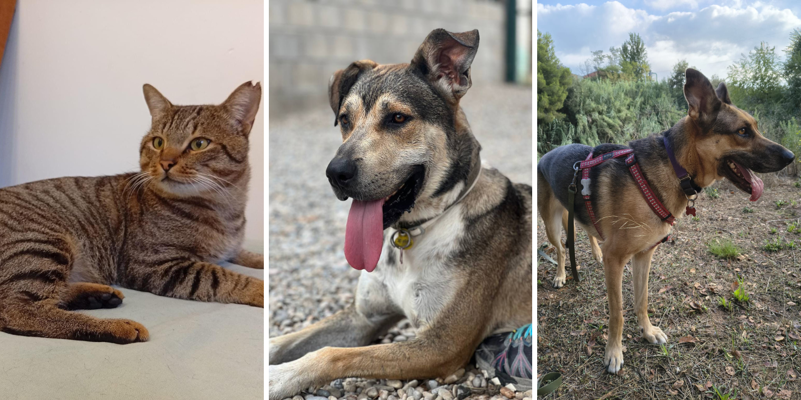 Animals en adopció: Plafa, Rocky i Tutsi. FOTO: Cedida