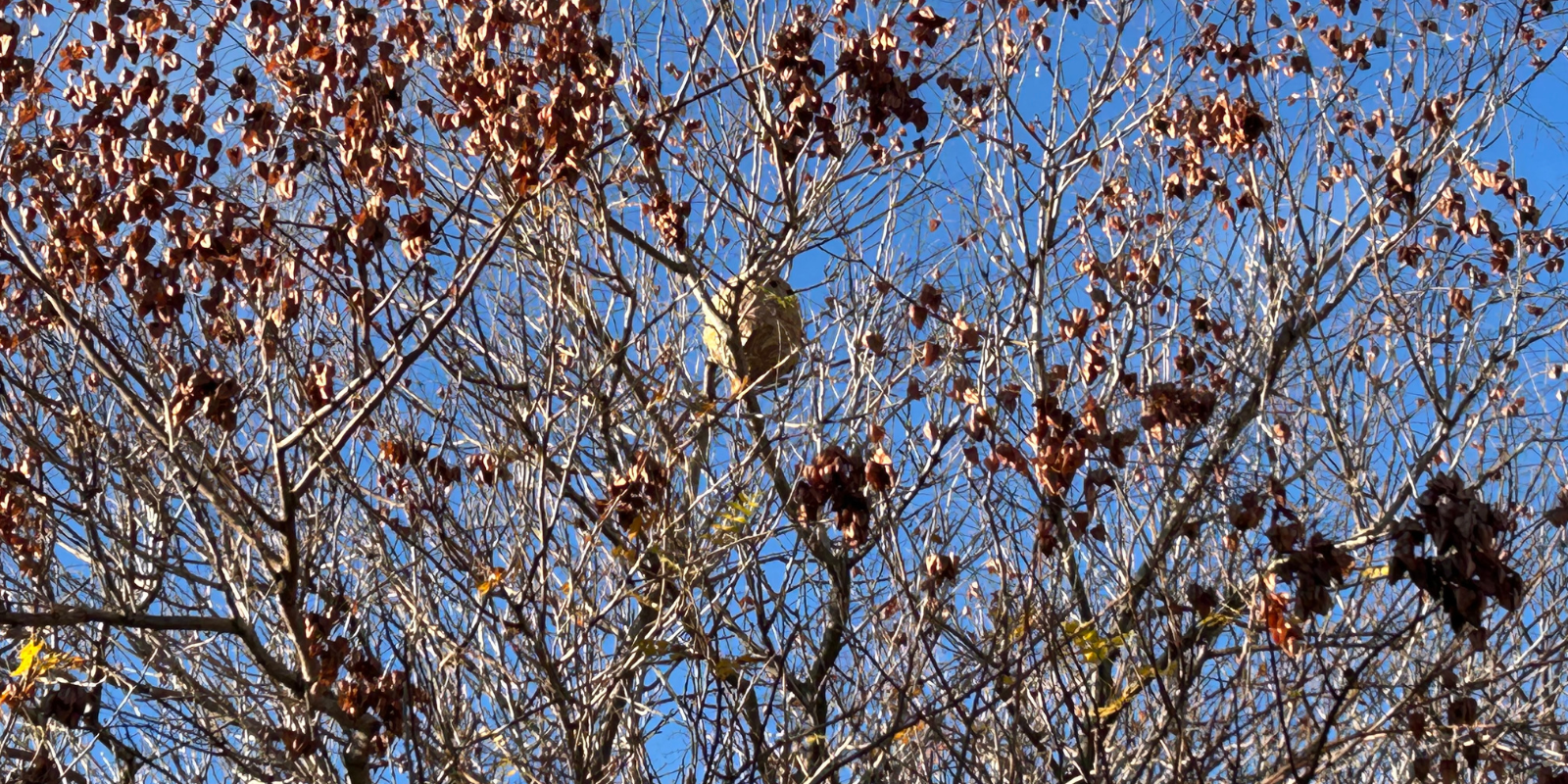 El niu davant de l'escola Collserola. FOTO: TOT Sant Cugat