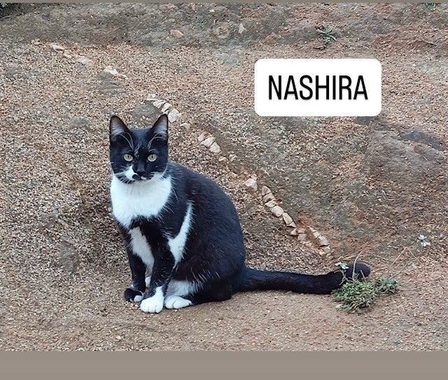 NASHIRA