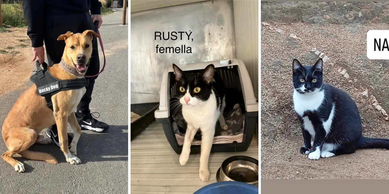 Animals en adopció: Tano, Rusty i Nashira