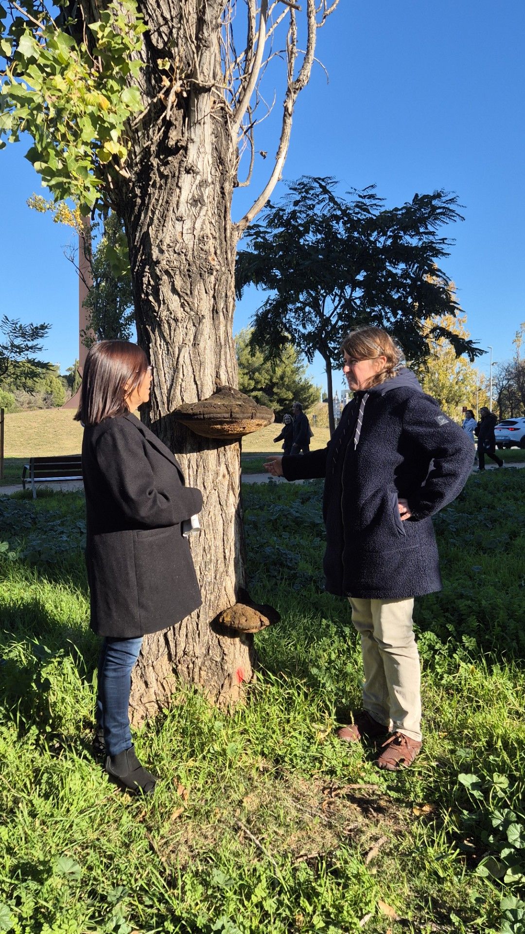 Joana Astals (dreta), responsable del servei de Parcs i Jardins de l'Ajuntament, i la tinent d'alcaldia de Canvi Climàtic, Cristina Paraira (esquerra), amb un pollancre amb fongs a Coll Favà. FOTO: Ajuntament