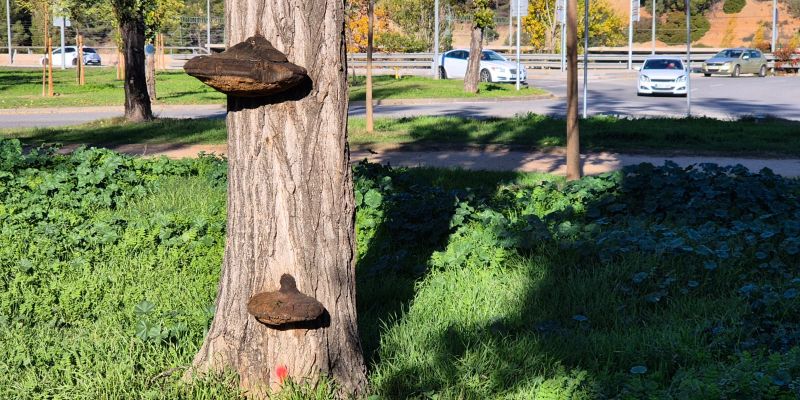 Un dels pollancres afectats per fongs a Coll Favà. FOTO: Ajuntament