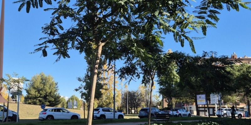 Un dels nous arbres plantats per l'Ajuntament de Sant Cugat. FOTO: TOT Sant Cugat