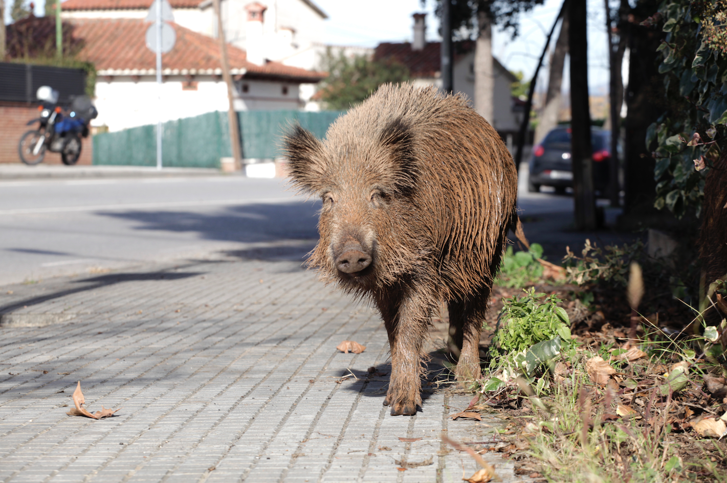Un senglar passejant per Sant Cugat FOTO: Arxiu TOT Sant Cugat