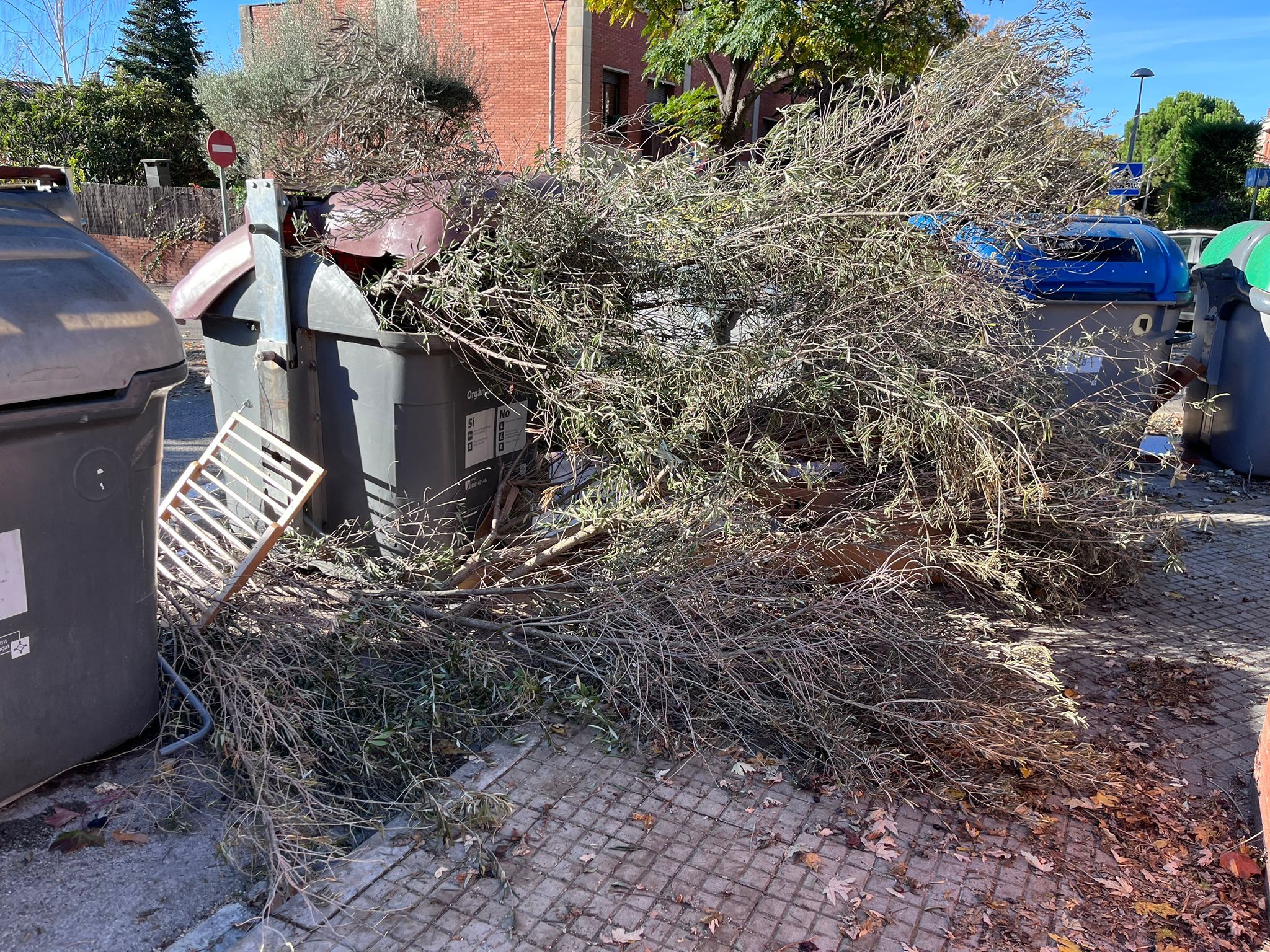 Arbre al contenidor orgànic. FOTO: Maria Riera