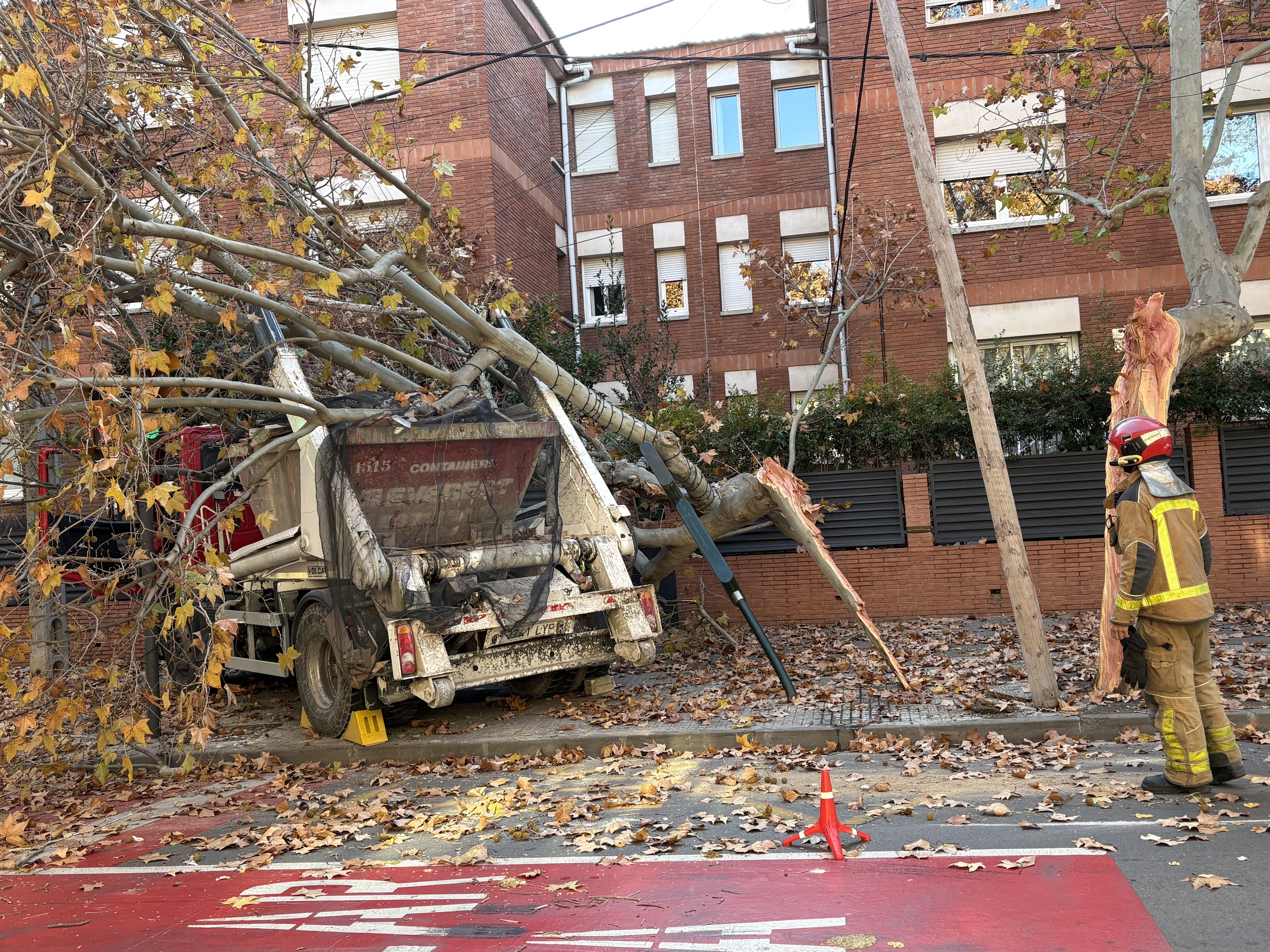 L'arbre ha quedat partit per la meitat FOTO: Àgata Guinó (TOT Sant Cugat) 