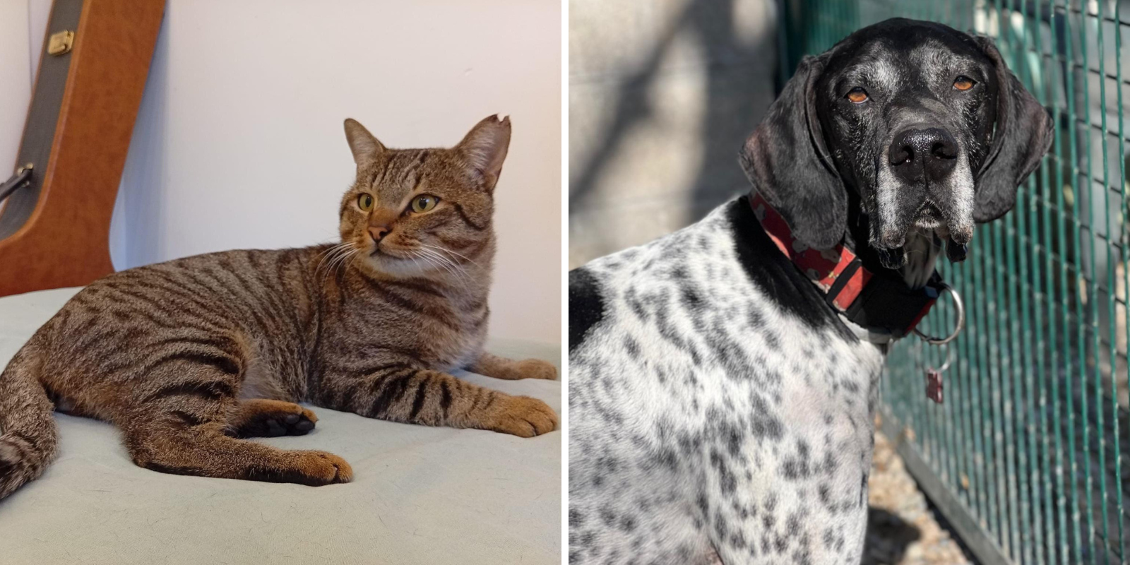 Animals en adopció: Plafa i Llúpol. FOTO: Cedida