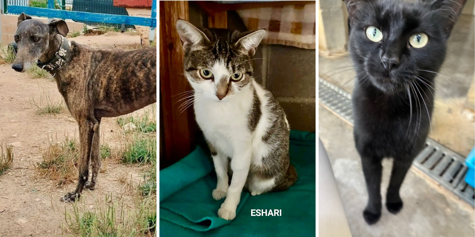 Animals en adopció:  Quera, Eshari i Lorelai. FOTO: Cedida