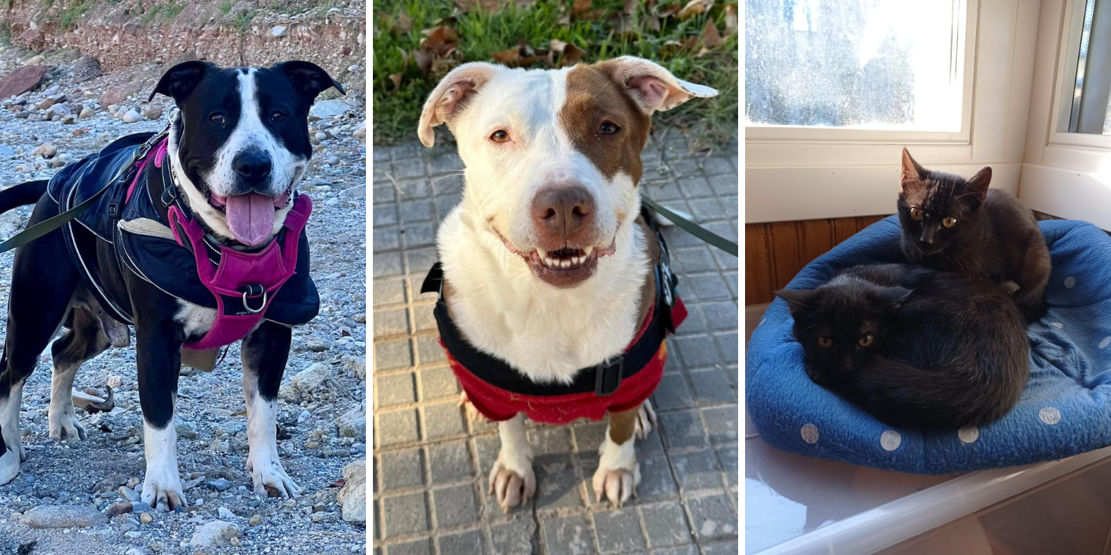 Animals en adopció: Roy, Xula, Oregón i Hood. FOTO: Cedida