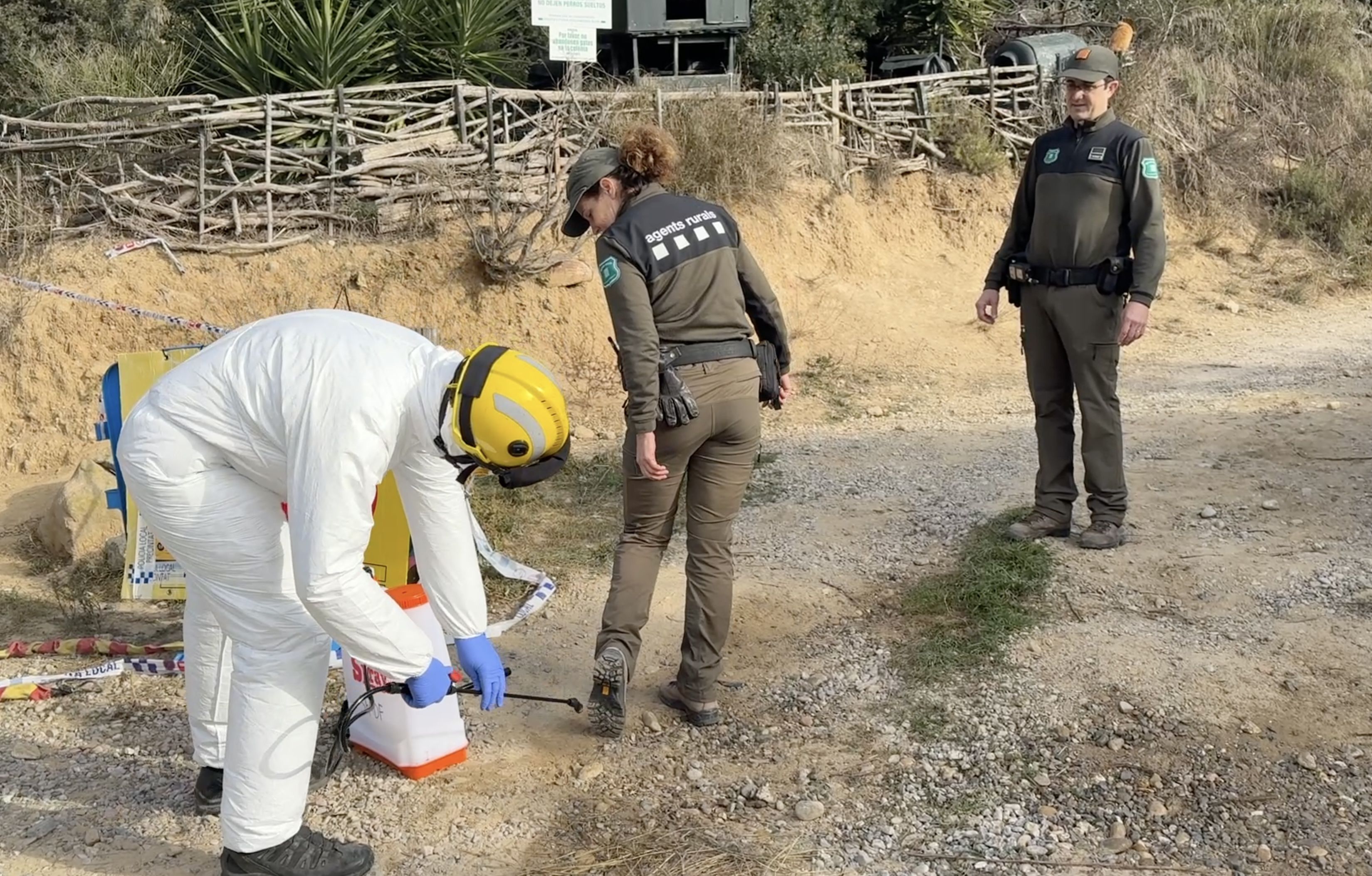 Tasques de desinfecció per controlar la pesta porcina africana. FOTO: ACN