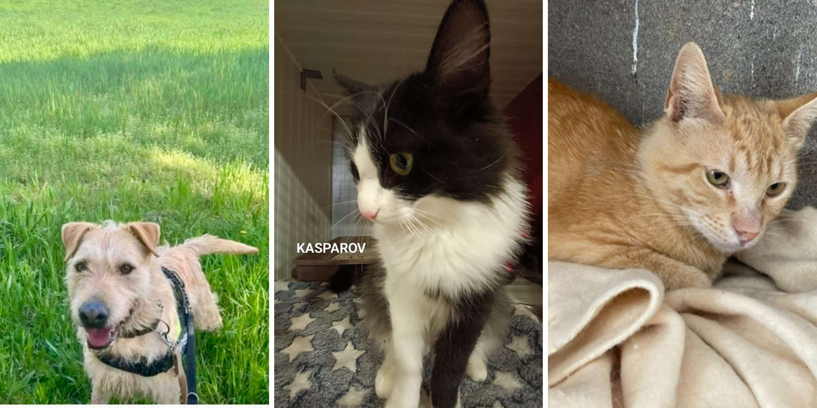 Animals en adopció: Raga, Kasparov i Gublin. FOTO: Cedida