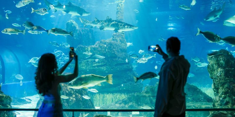 Una experiència única a L'Aquàrium de Barcelona. FOTO: Cedida