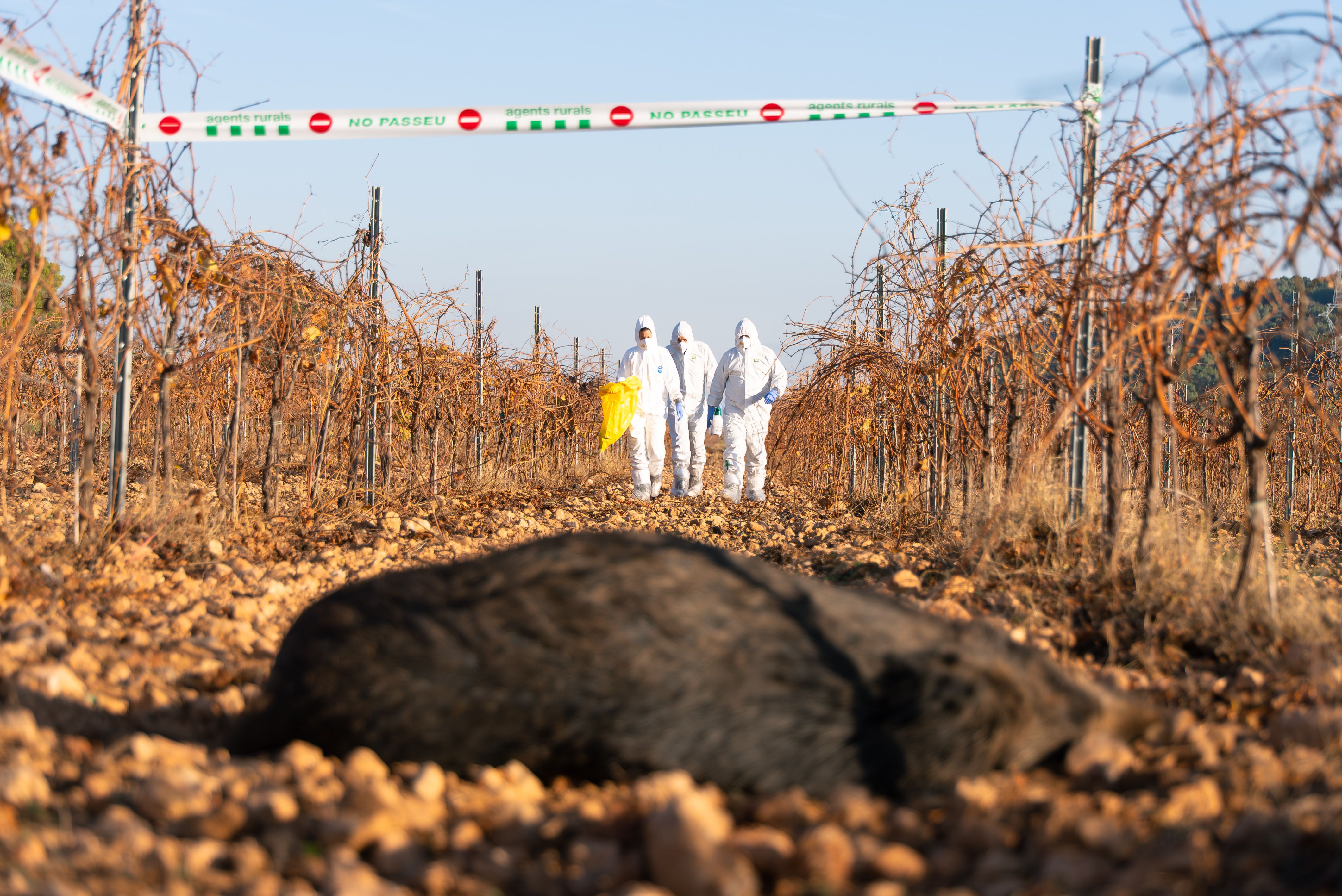 S'han confirmat dos nous senglars morts per pesta porcina. FOTO: Agents Rurals