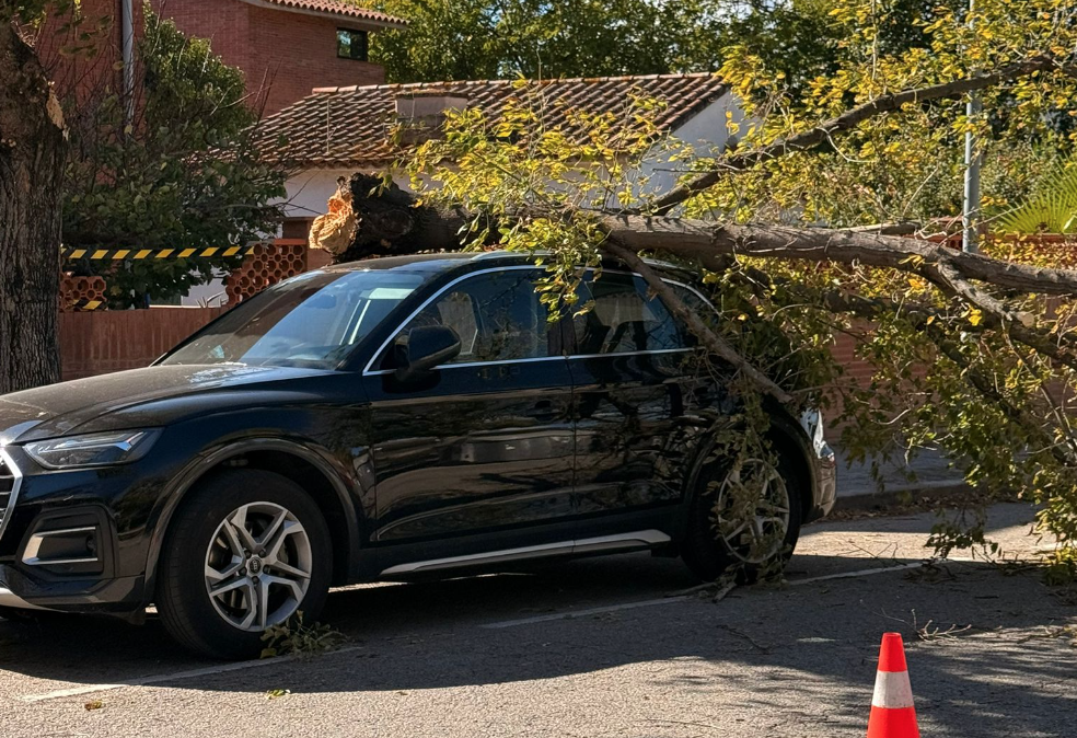Un arbre va caure sobre un cotxe a causa de la ventada del 23 d’octubre. FOTO: Cedida