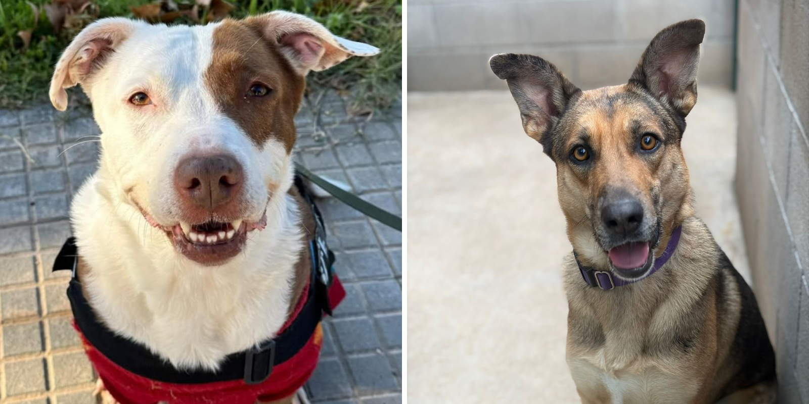 Animals en adopció: Xula i Tutsi. FOTO: Cedida