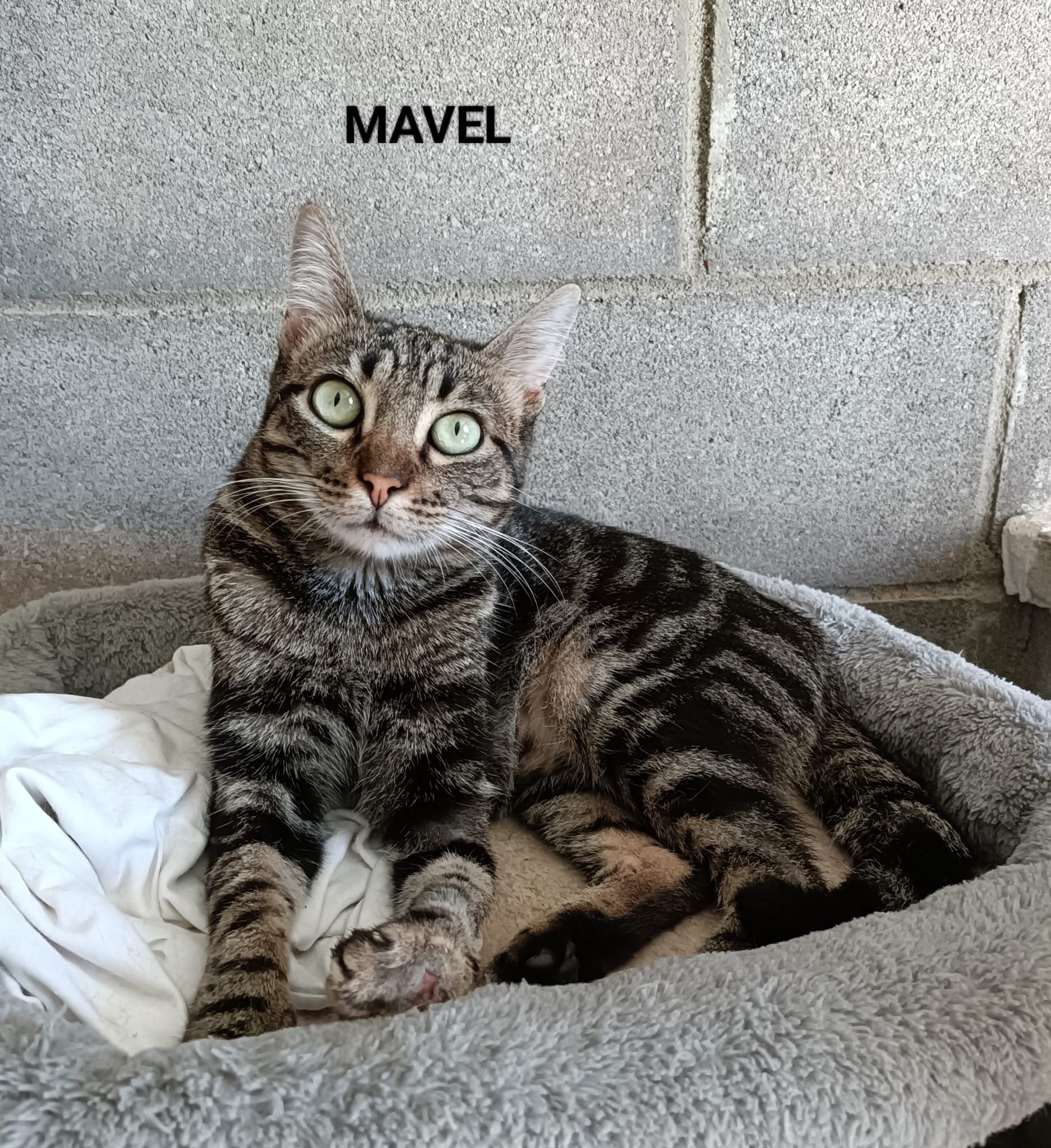 MAVEL ANIMALS