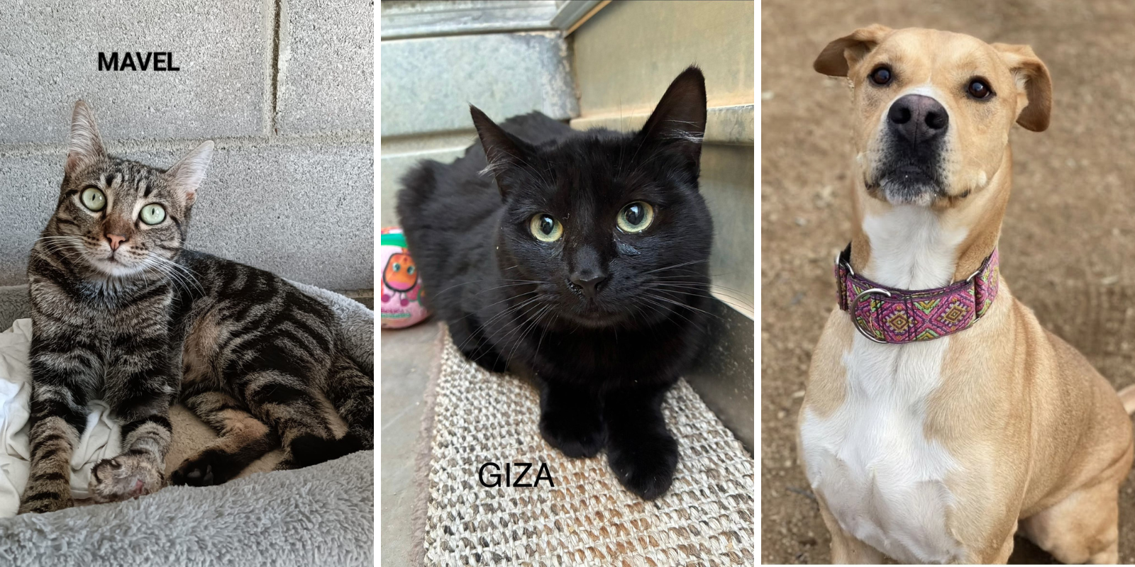 Animals en adopció: Mavel, Giza i Tano. FOTO: Cedida