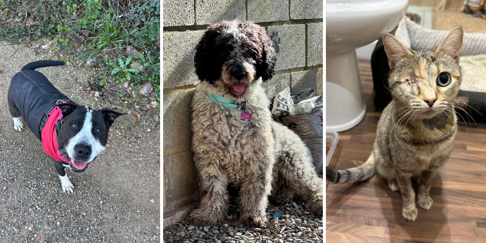Animals en adopció: Roy, Frodo i Princesa. FOTO: Cedida