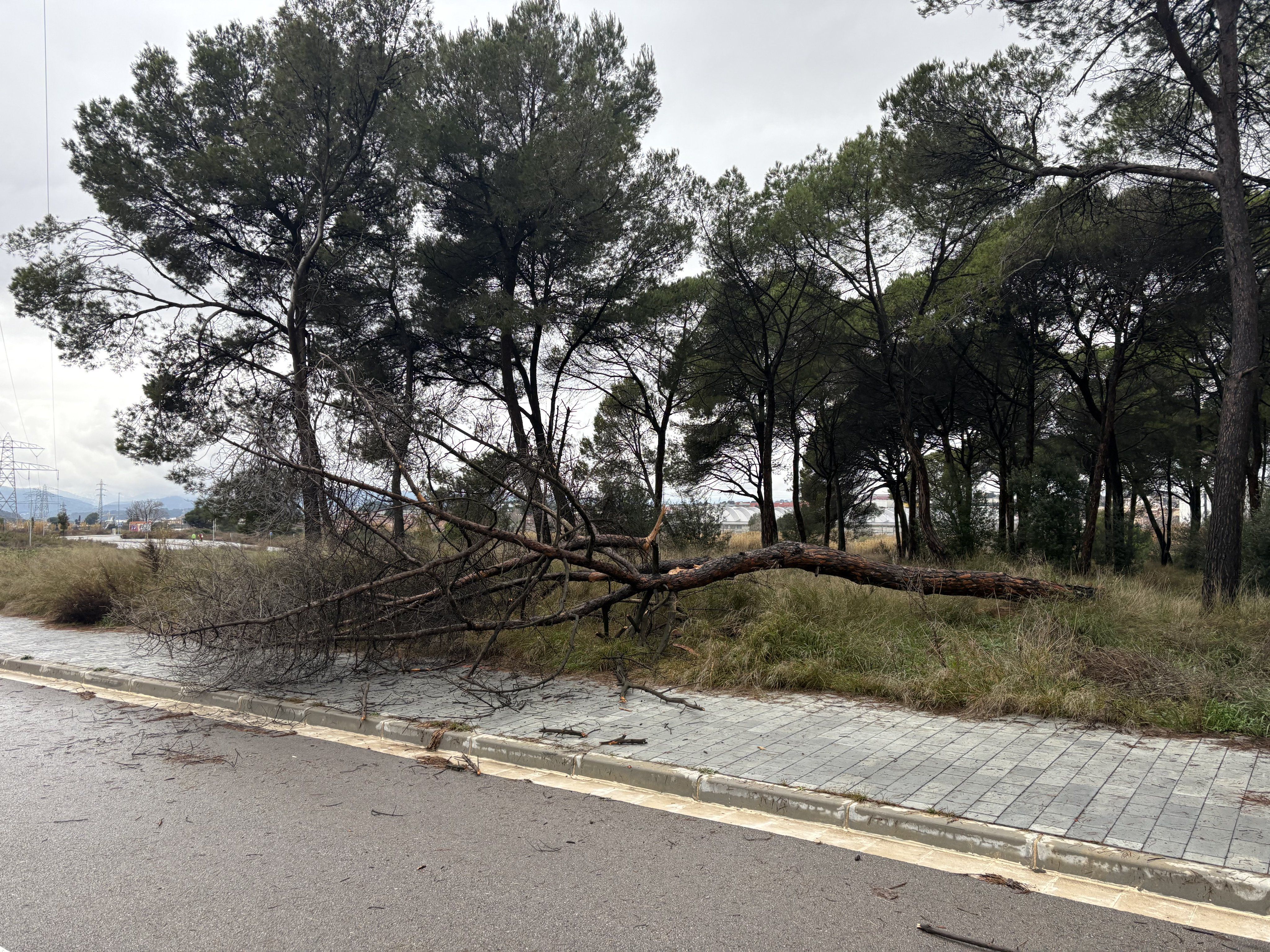 Arbre caigut pel temporal a la zona del Leroy Merlin FOTO: @rubifotoquejas