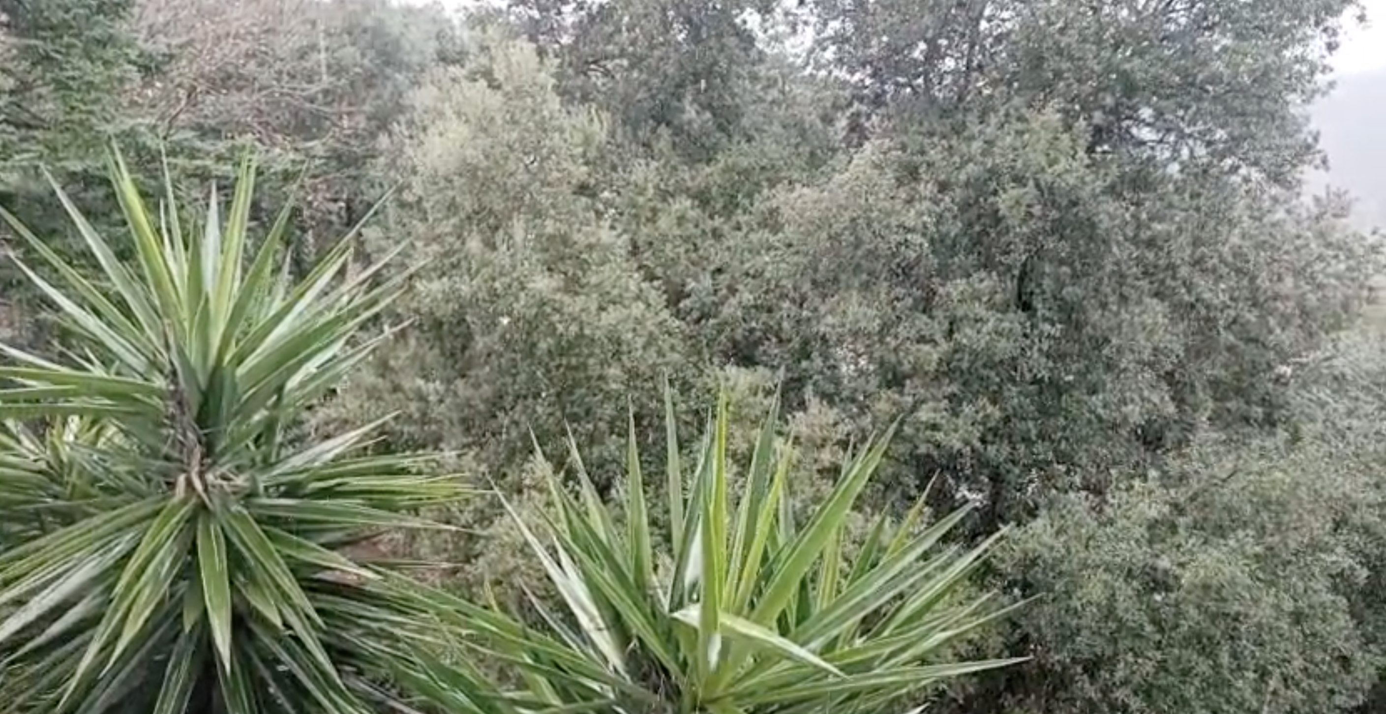 Ha començat a caure neu a Can Cortes