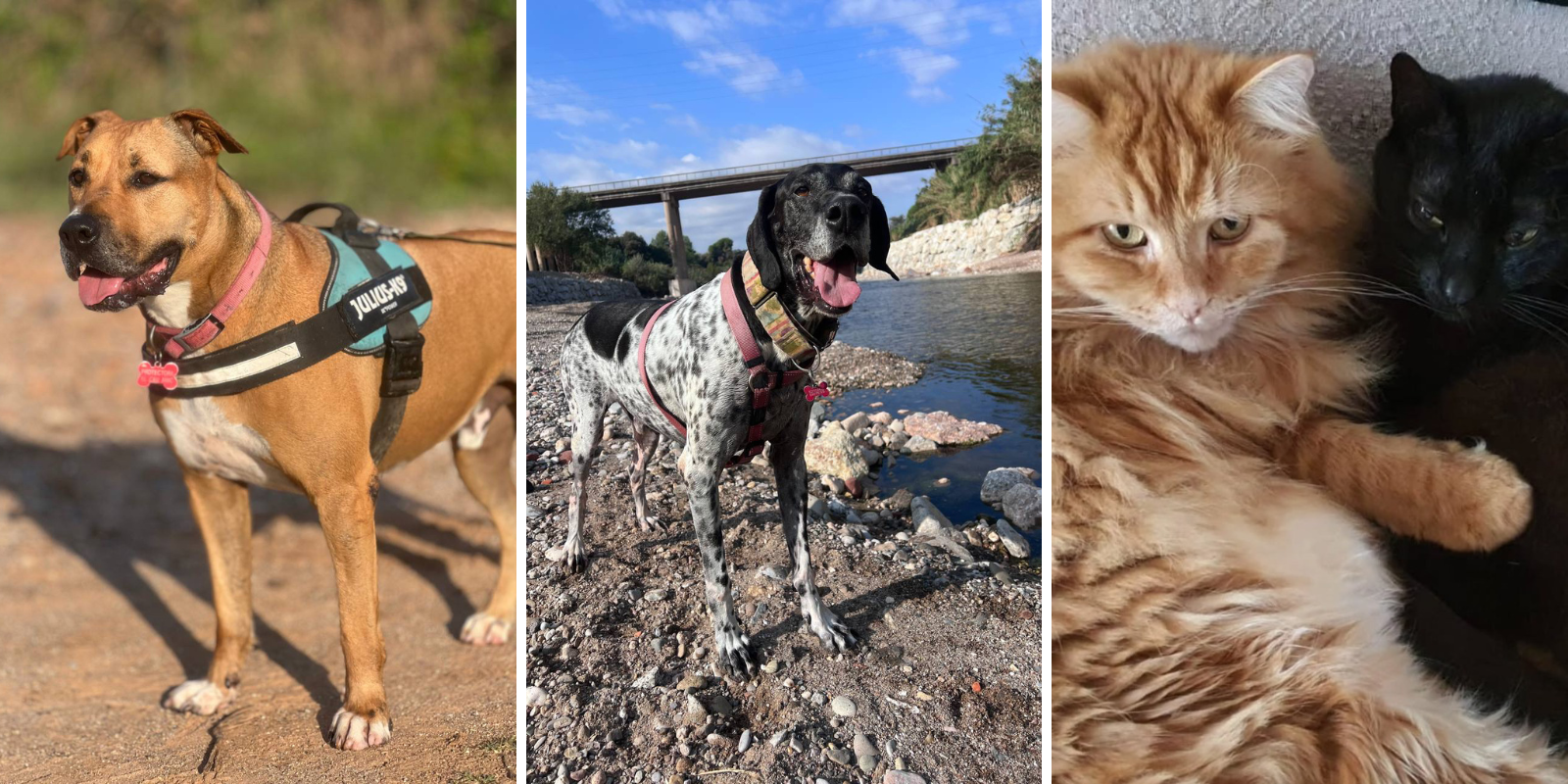 Animals en adopció Duque, Llúpol i Tete i Nano. FOTO: Cedida