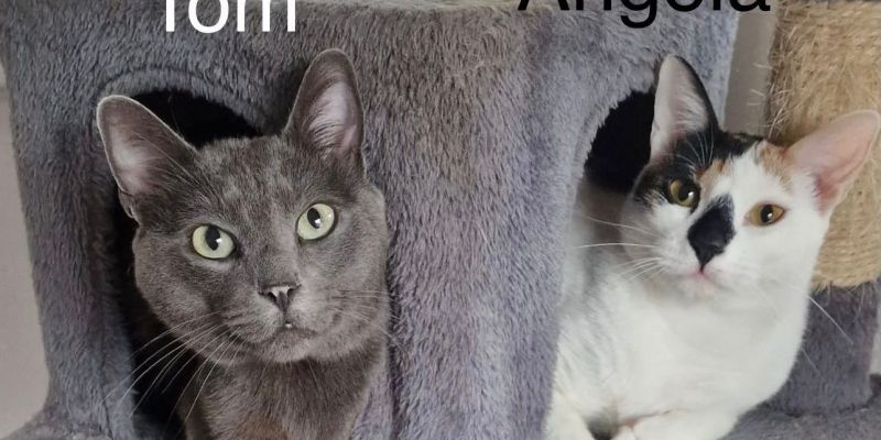 ANIMALS TOM ANGELA 9c9e5666 2247 4f21 b185 8aa1a46f8f04(1)