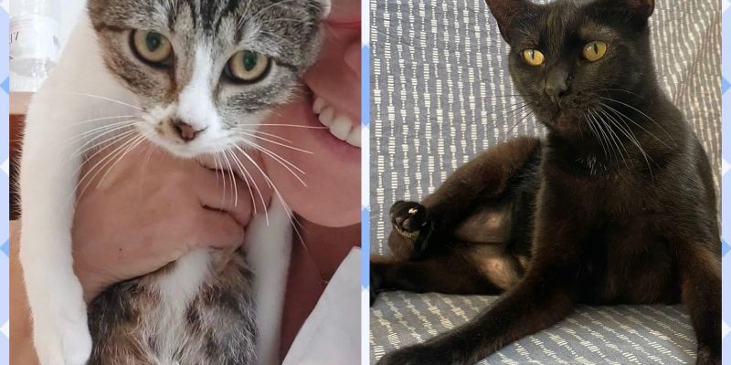 ANIMALS WARNER NICOLE 4d221ede bbe9 446d a2d0 0402b776f74a