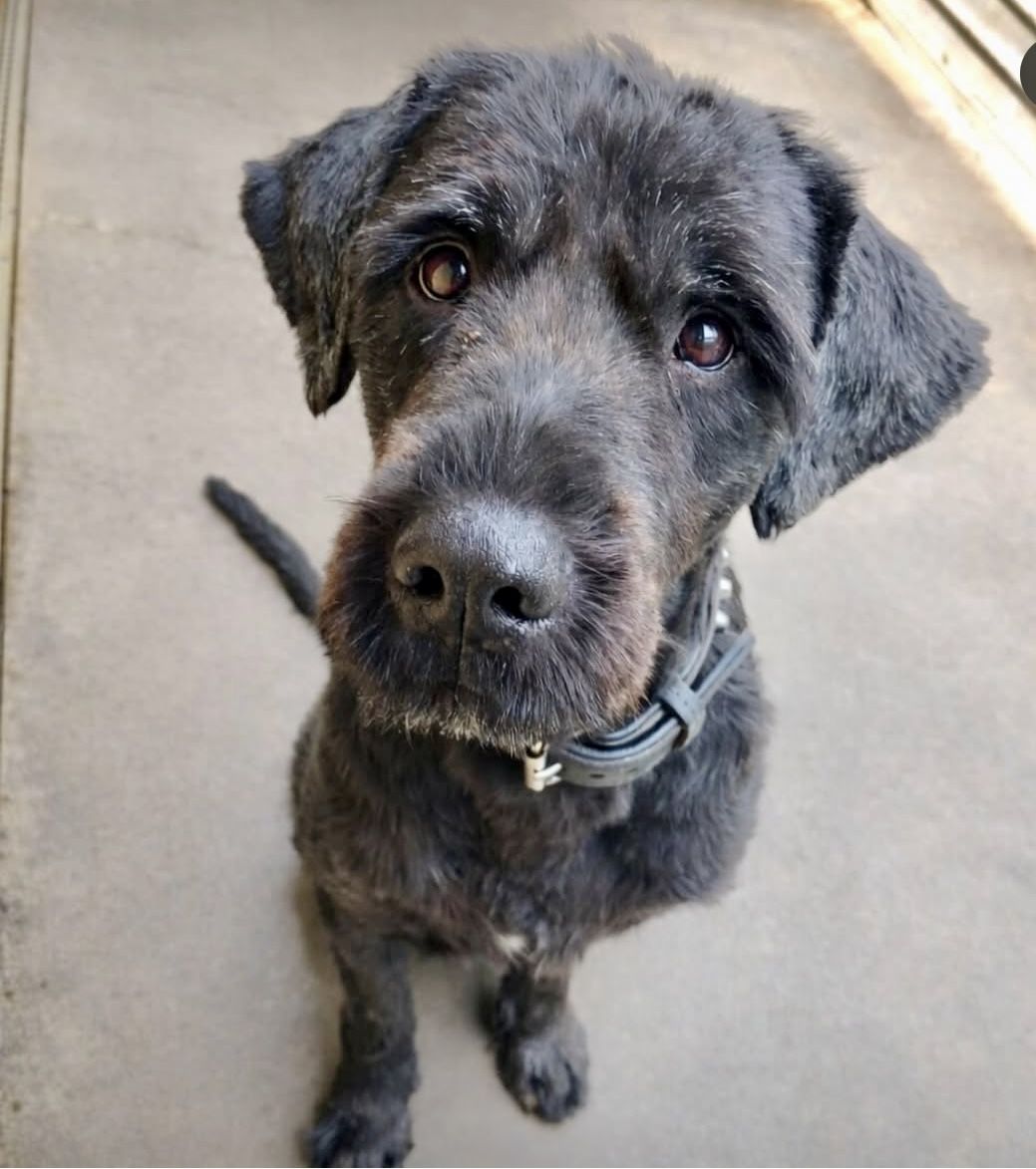 ANIMALS SAM IMG 7767(1)