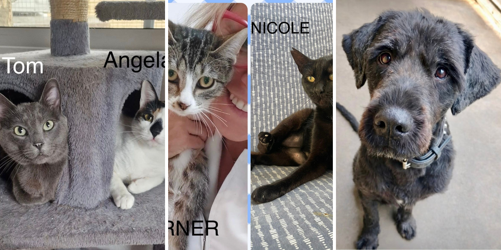 Animals en adopció: Àngel i Tom (gats), Nicole i Warner (gats) i Sam (gos). FOTO: Cedida