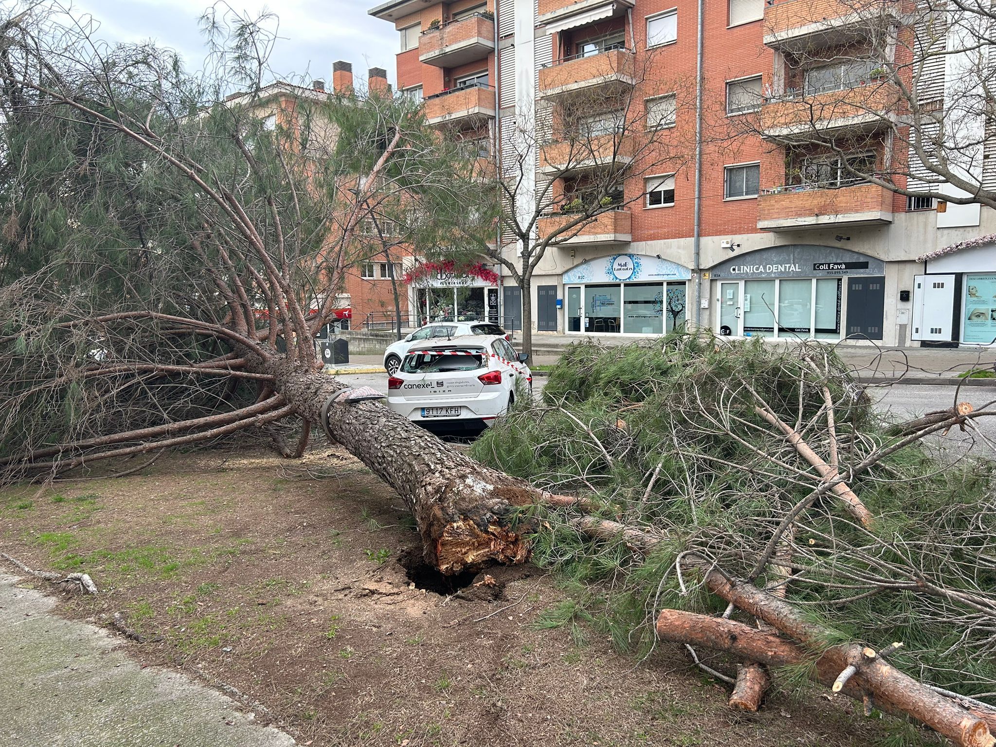 La caiguda del pi ha provocat danys en un cotxe FOTO: Elvira Gallardo (TOT Sant Cugat)
