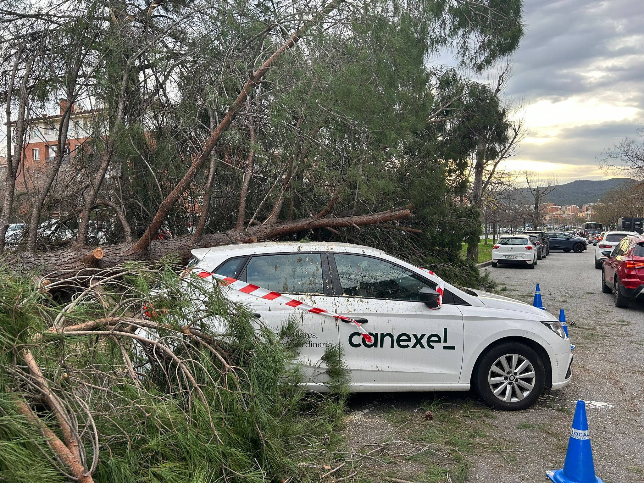 La caiguda del pi ha provocat danys en un cotxe FOTO: Elvira Gallardo (TOT Sant Cugat)