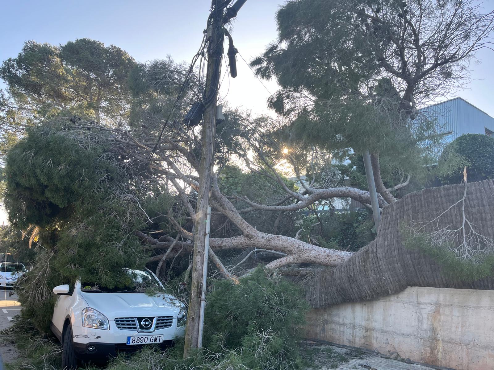 Arbre caigut a Can Montmany FOTO: Cedida al TOT Sant Cugat 