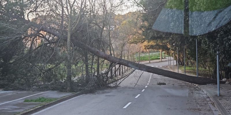 Arbre caigut al Mar de la Xina FOTO: Cedida