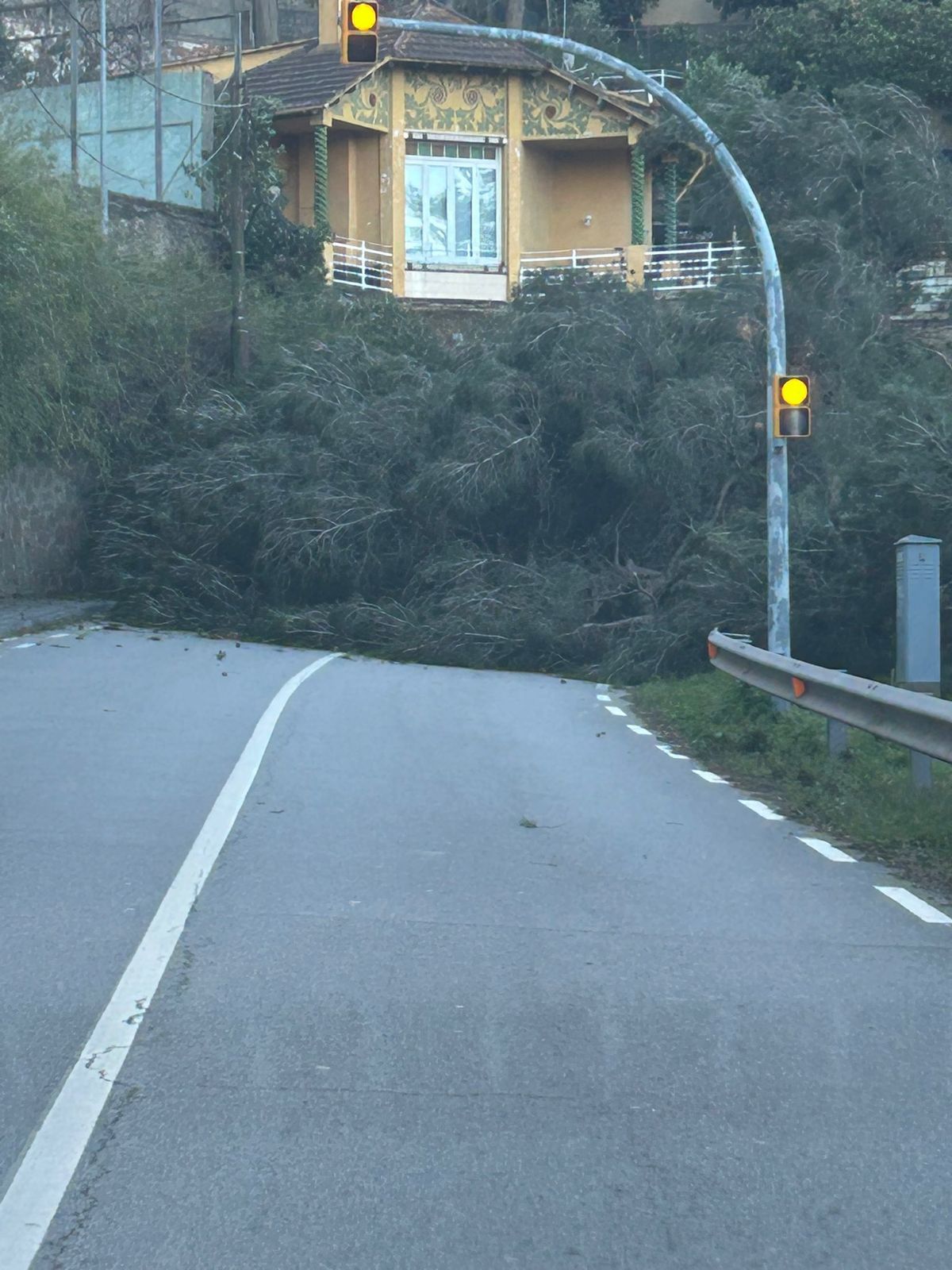 Un arbre de grans dimensions talla la carretera de Vallvidrera. FOTO: Cedida