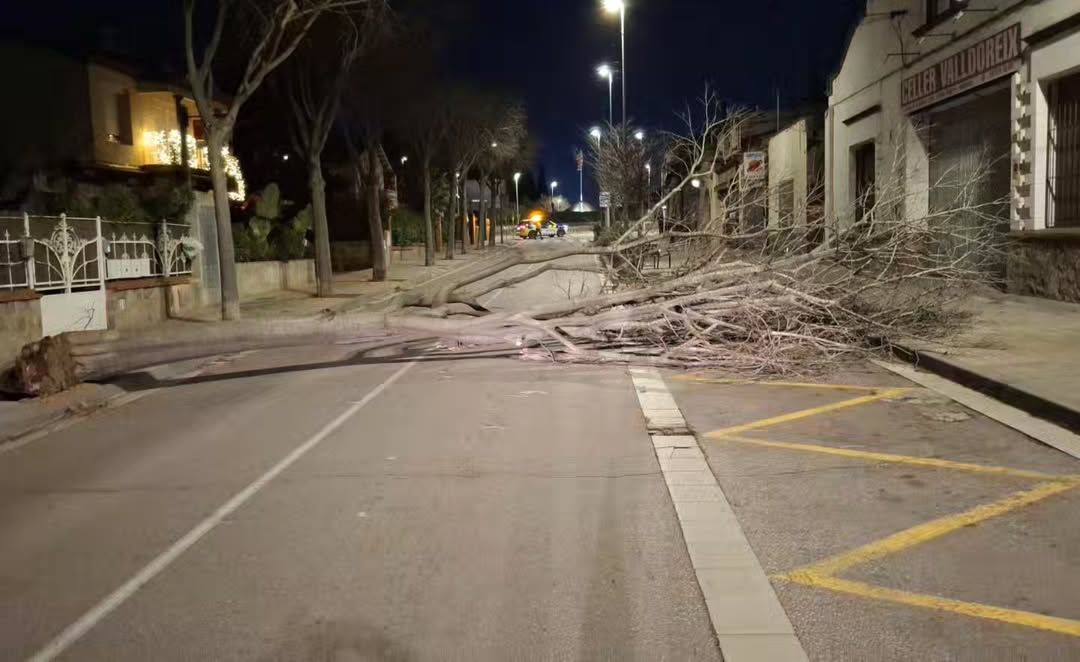 Un arbre cau a la rambla del Mossèn Jacint Verdaguer. FOTO: Cedida