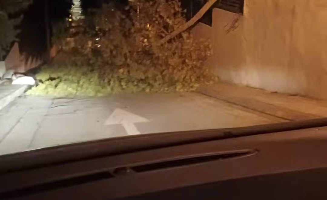 Un arbre cau a la rambla del Mossèn Jacint Verdaguer. FOTO: Cedida