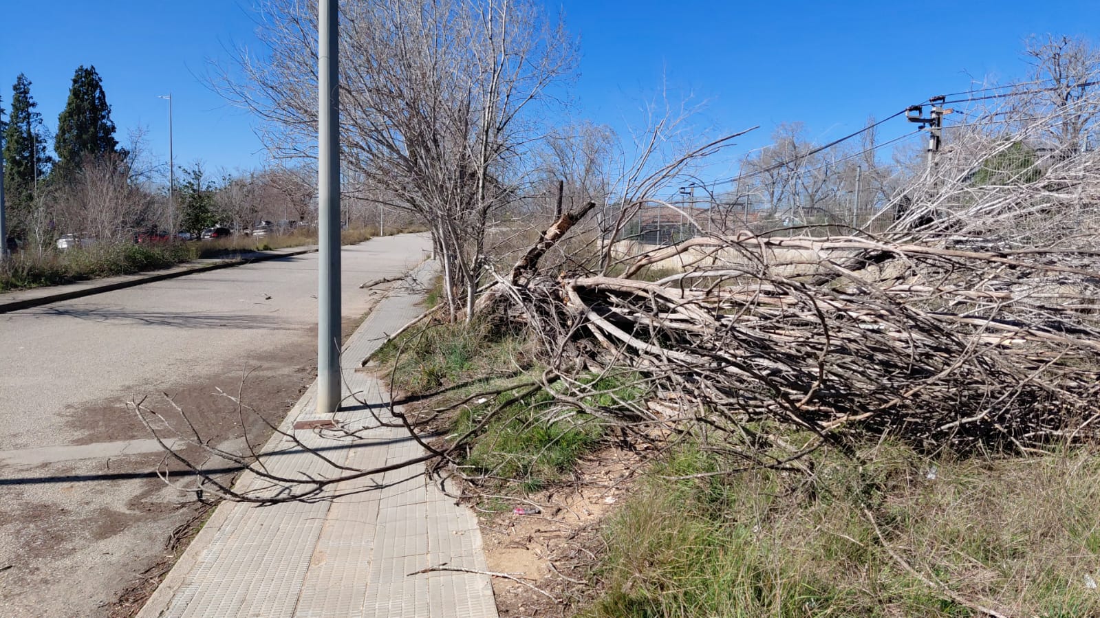 Un arbre caigut al carrer de Pedro Pons. FOTO: Ajuntament